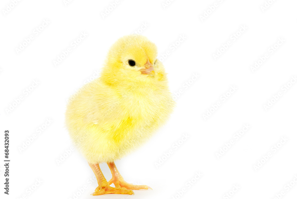 chicken chicken