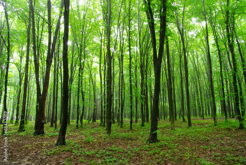 green forest