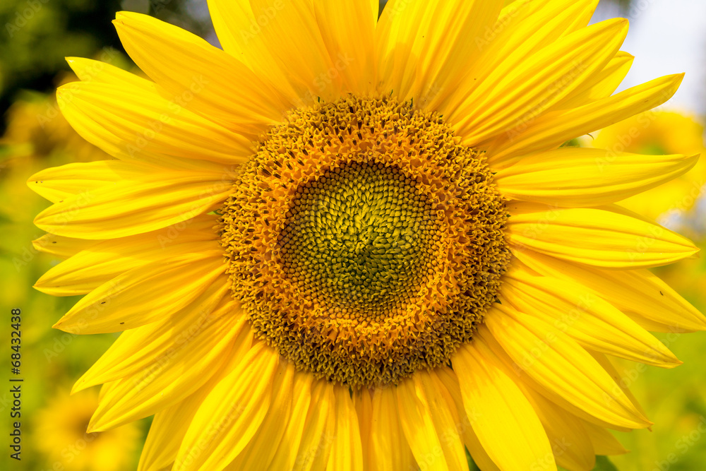 Close-up photo of a sunflower on sunlit field Close-up photo of a sunflower on sunlit field
