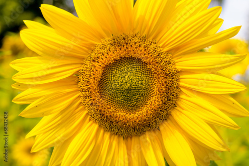 Fototapeta Naklejka Na Ścianę i Meble -  Close-up photo of a sunflower on sunlit field