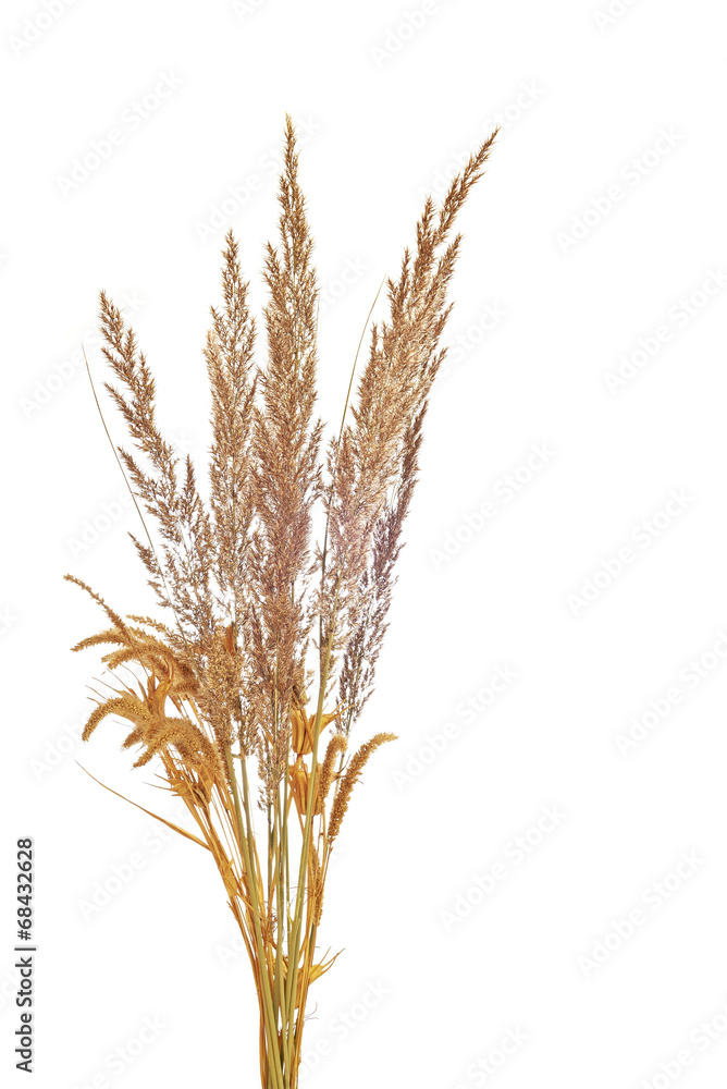 Fototapeta premium Dry grass