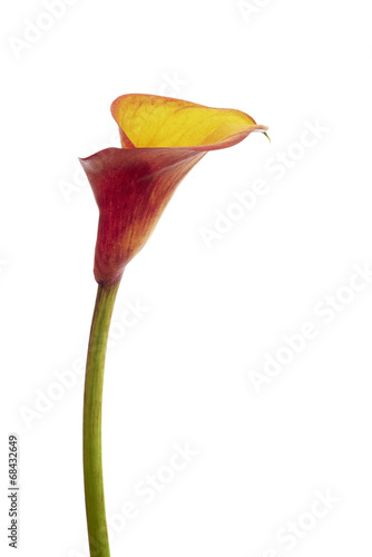 Fototapeta Naklejka Na Ścianę i Meble -  Calla flower