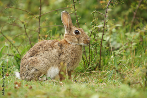 European rabbit, Common rabbit, Bunny, Oryctolagus cuniculus © Maciej Olszewski