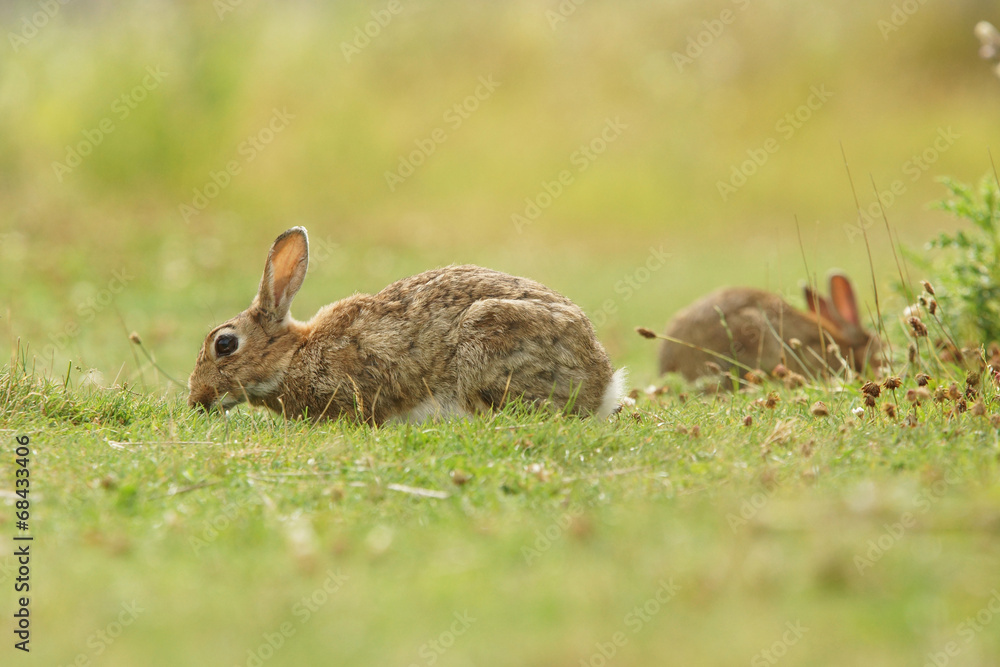 Obraz premium European rabbit, Common rabbit, Bunny, Oryctolagus cuniculus
