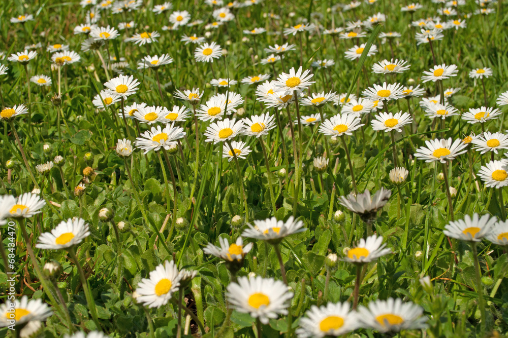 Fototapeta premium Gänseblümchen - Bellis perennis