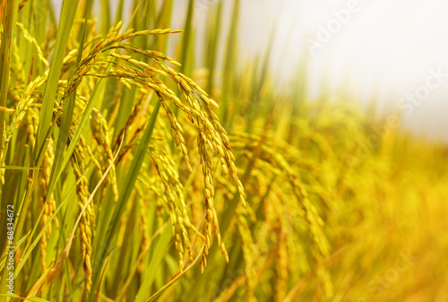 rice field