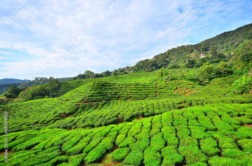 Tea Plantation Fields on Mountain