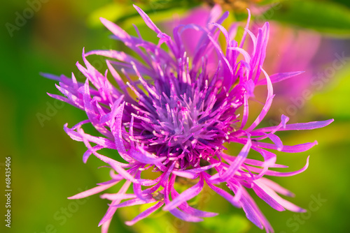 Macro of a beautiful purple cornflower