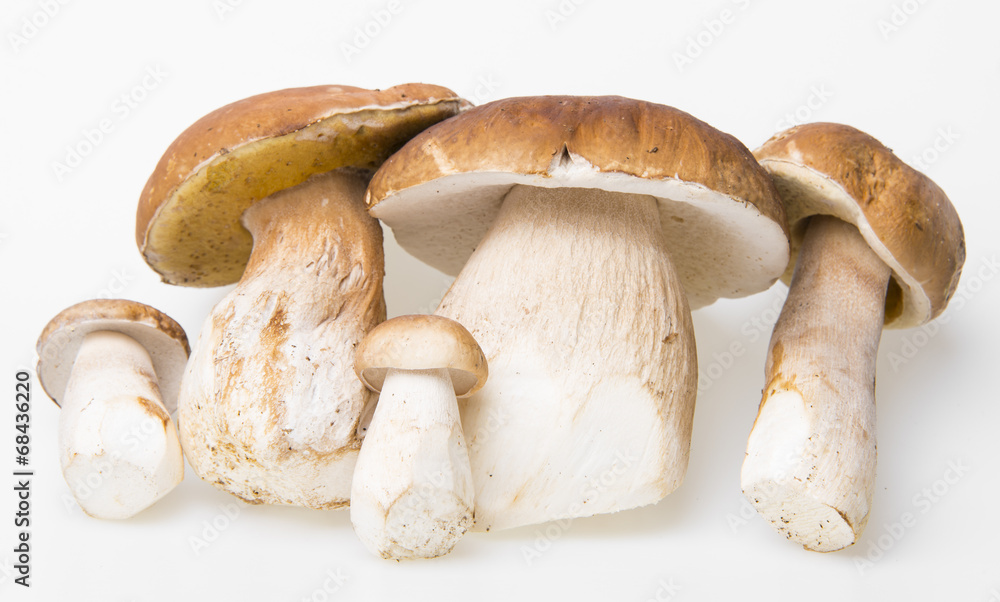 mushrooms - Boletus edulis mushrooms - Boletus edulis