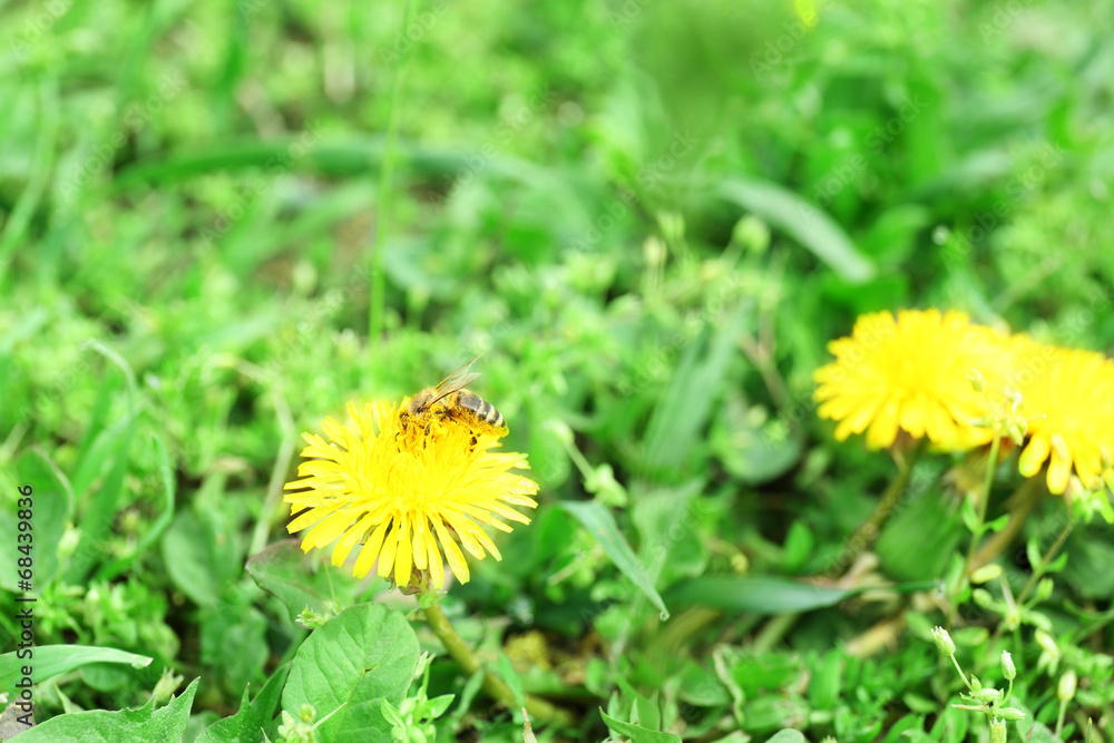 Bee on dandelion flower, outdoors Bee on dandelion flower, outdoors