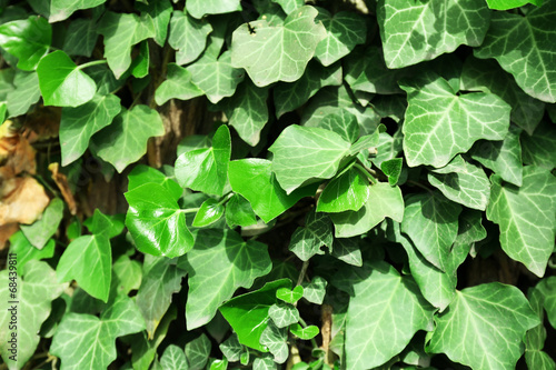 Green ivy  close up