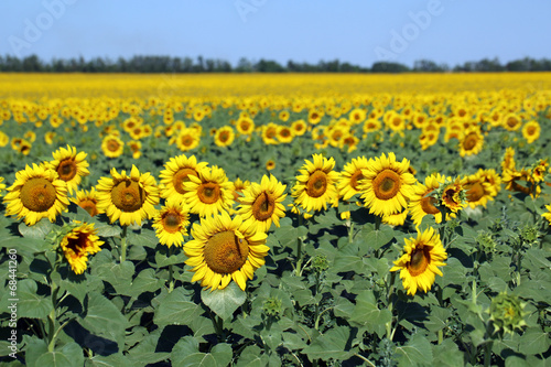Fototapeta Naklejka Na Ścianę i Meble -  Beautiful sunflowers field