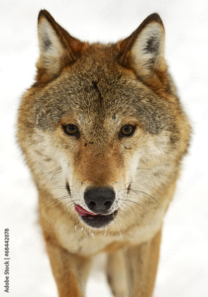 Gray Wolf Gray Wolf