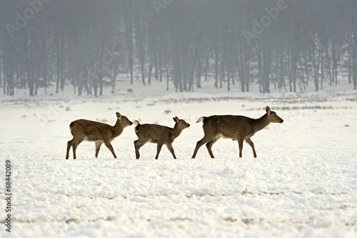 Fototapeta Naklejka Na Ścianę i Meble -  A herd of spotted deer in winter