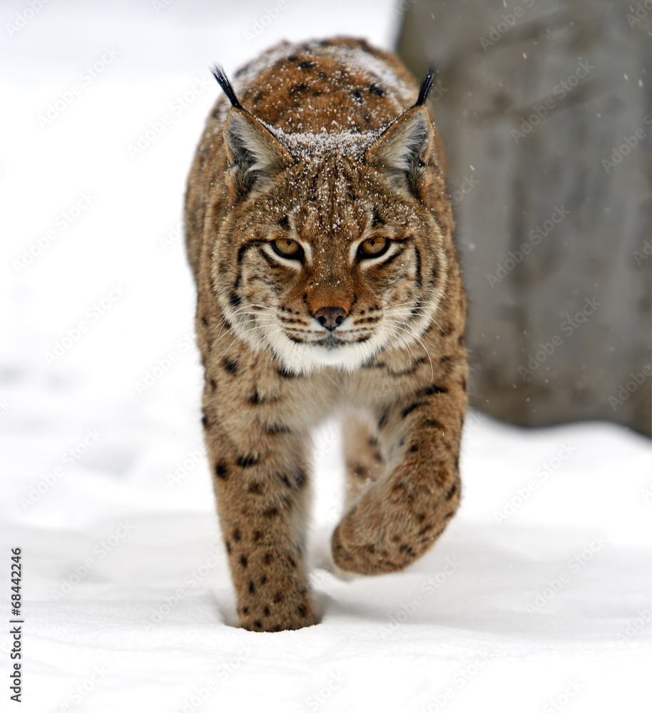 winter Lynx winter Lynx
