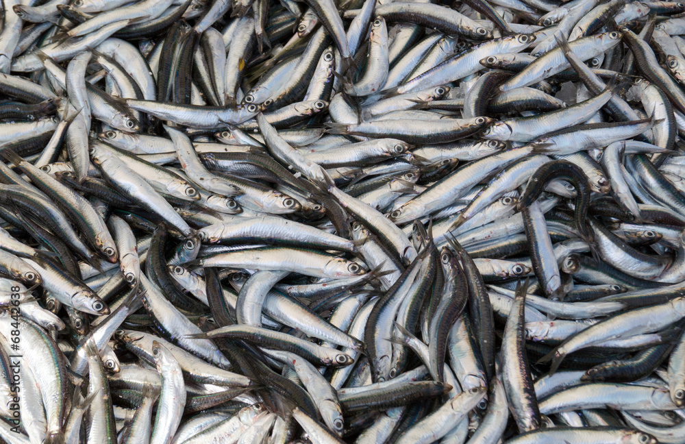 A pile of beautiful small fishes on a counter A pile of beautiful small fishes on a counter