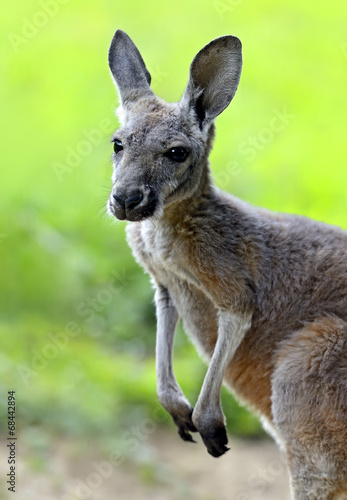 Kangaroos