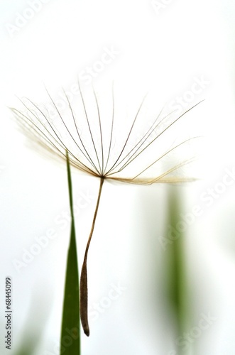 fluff of Purple salsify