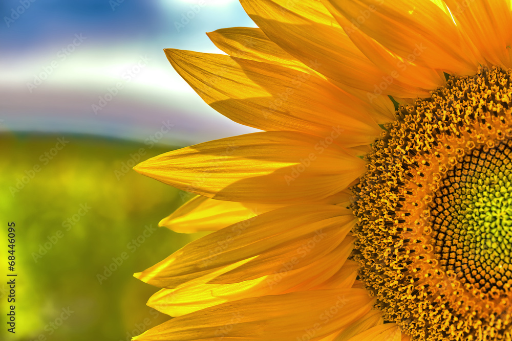 Obraz premium Sunflower closeup on a sunny day