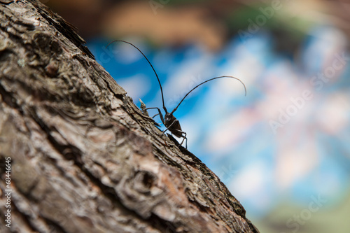 The Cerambyx cerdo, commonly known as great capricorn beetle photo