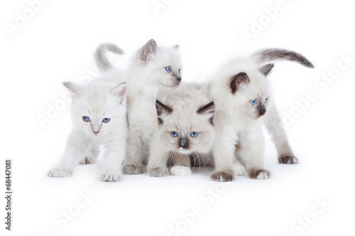 Fototapeta Naklejka Na Ścianę i Meble -  Cute Ragdoll kittens