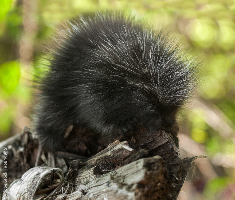 Baby Porcupine (Erethizon dorsatum) on Branch Baby Porcupine (Erethizon dorsatum) on Branch