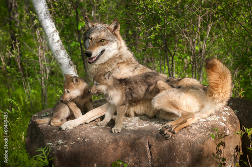 Grey Wolf (Canis lupus) and Pups Lie on Rock Together © hkuchera