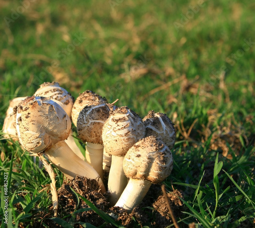 Mushroom Family