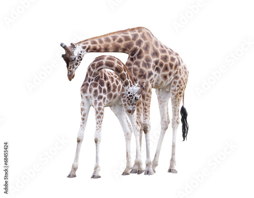 Two standing giraffes isolated on white background