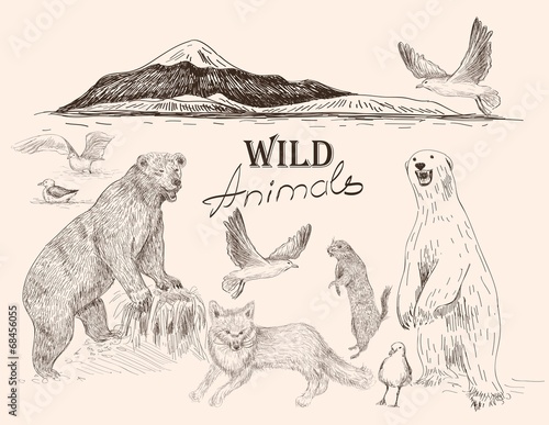 vector set: wild animals