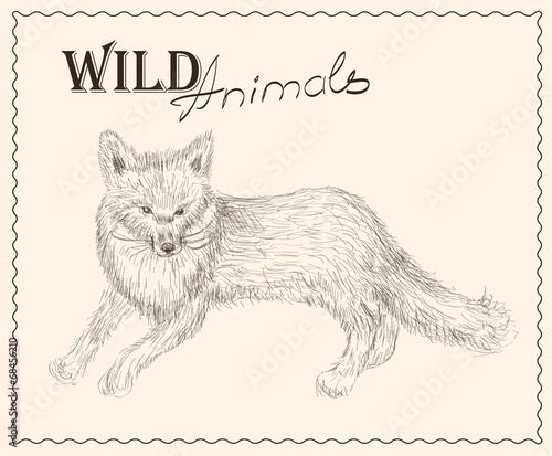 Fox, vintage  illustration