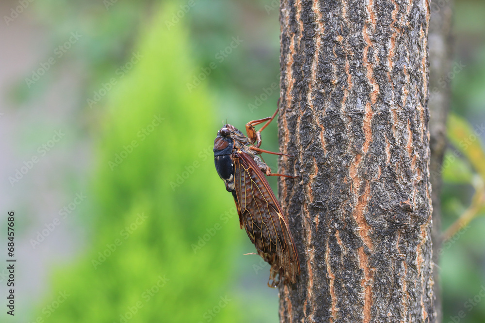 Obraz premium せみ