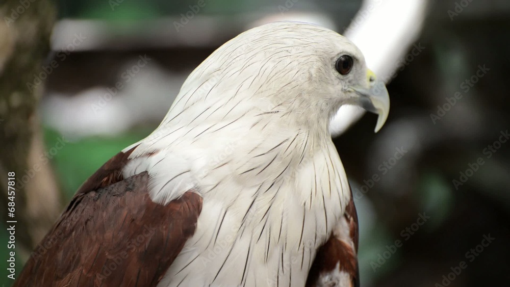 closeup scene of hawk, the powerful predator closeup scene of hawk, the powerful predator