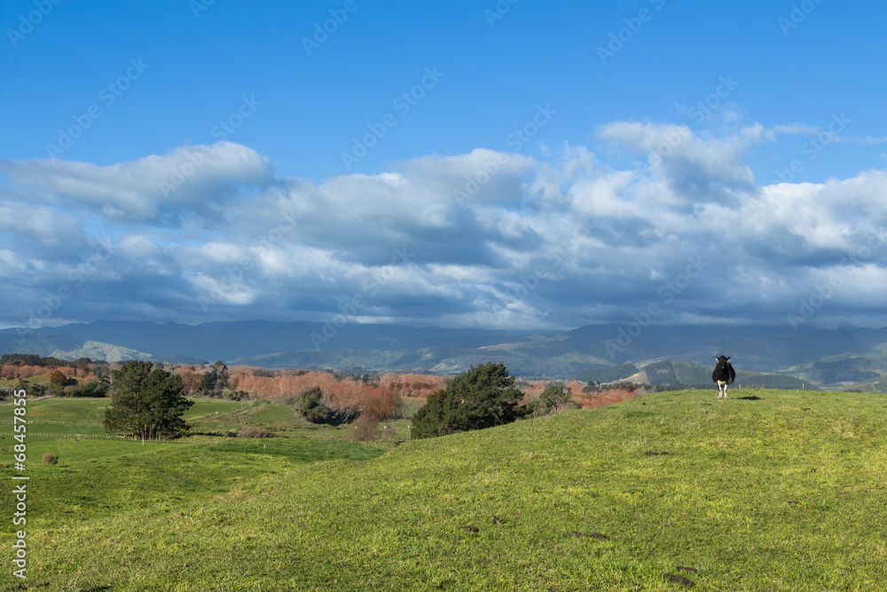 Obraz premium Alone Cow