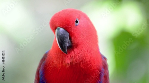 movement of the female Eclectus Parrot (Eclectus roratus)