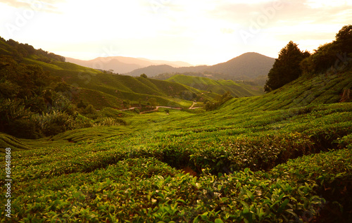 Tea Plantation Fields at Sunrise
