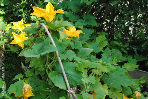 kürbisblüten photo