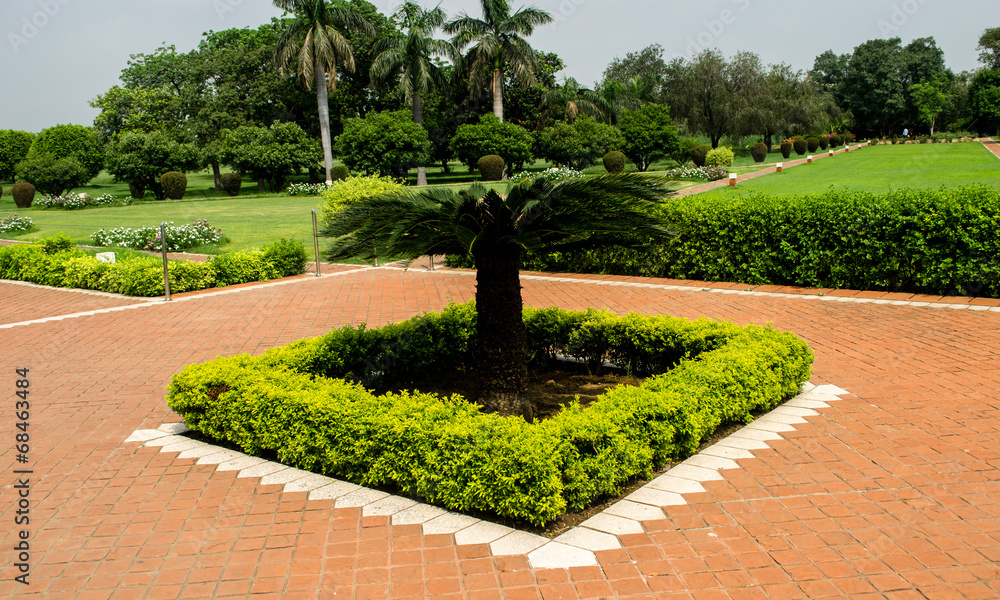 Fototapeta premium Tree