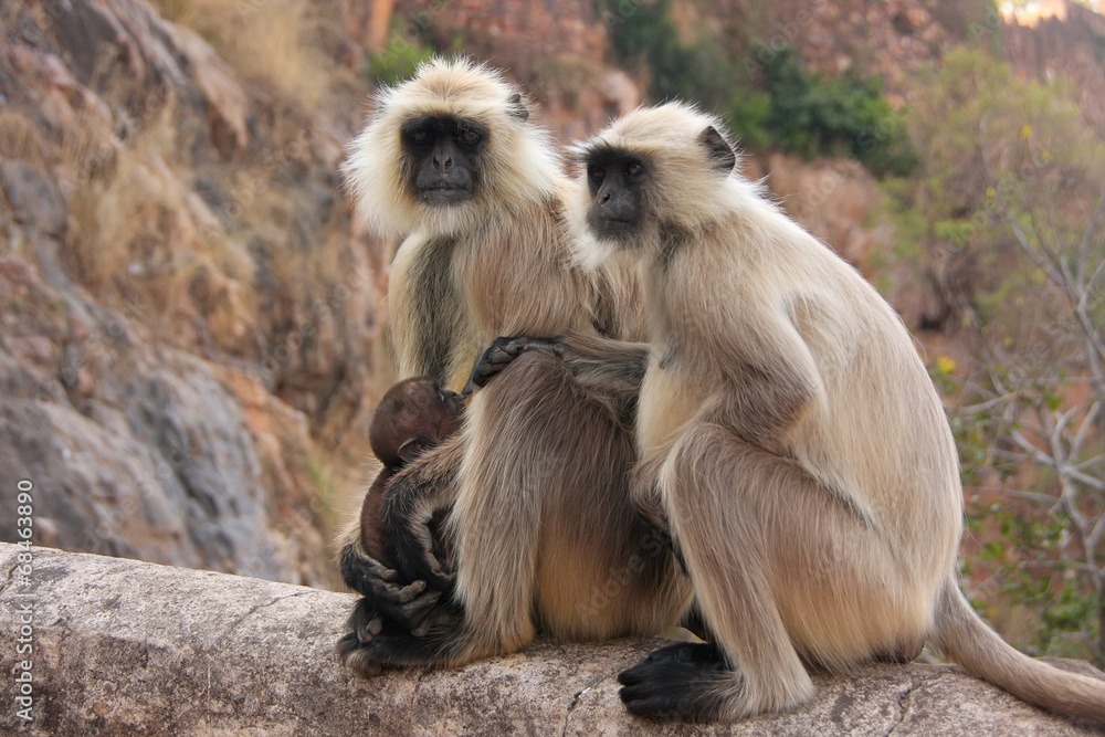 Gray langurs (Semnopithecus dussumieri) with a baby sitting at R