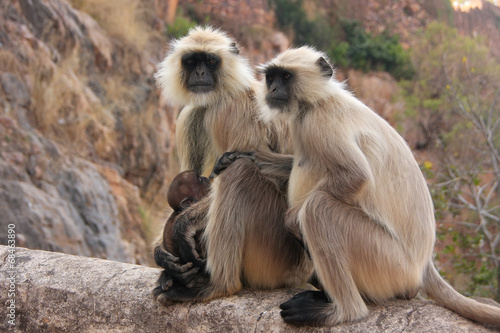 Gray langurs (Semnopithecus dussumieri) with a baby sitting at R © donyanedomam