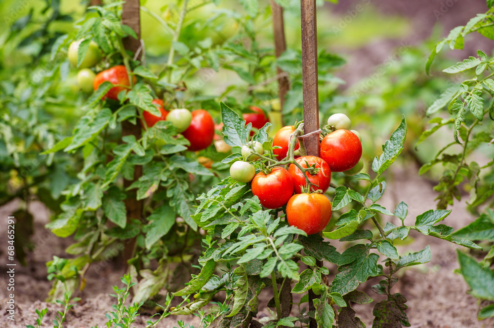 Ripe tomatoes growing on the branches