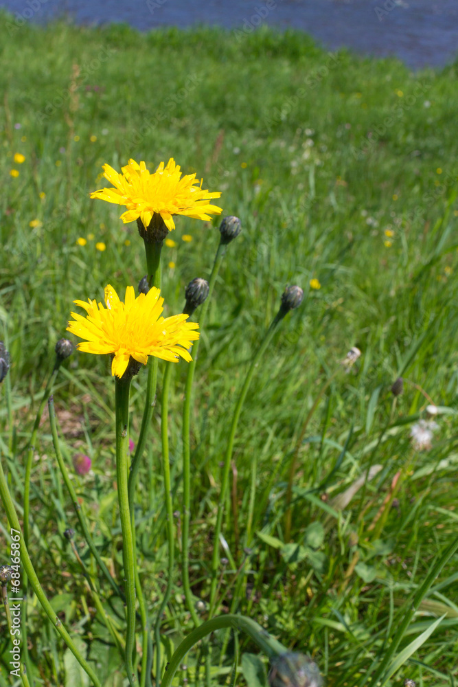 Fototapeta premium Two dandelion flowers