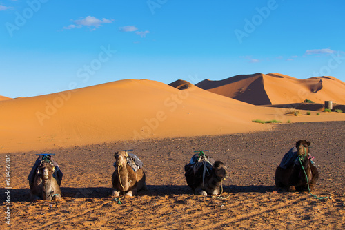 Camels resting in Sahara Desert in Morocco