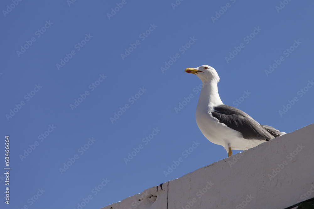 Seagull sitting on a wall with blue sky