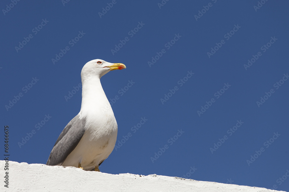 Seagull sitting on a wall with blue sky Seagull sitting on a wall with blue sky