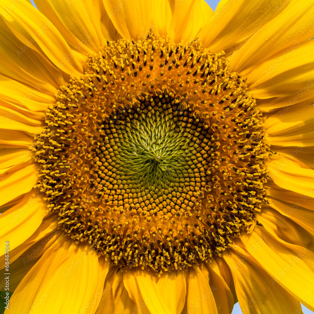 Obraz premium Sunflower closeup with dew on petals