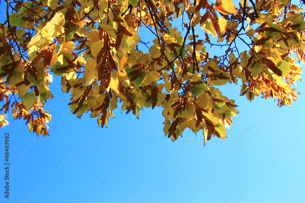 Yellow autumn leaves on the branches against blue sky