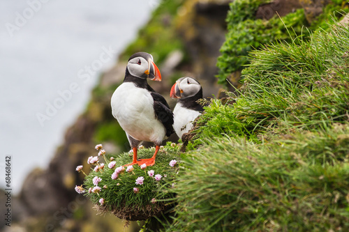 Two puffins standing on the edge of a cliff