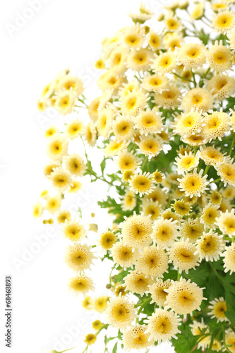 Fototapeta Naklejka Na Ścianę i Meble -  Beautiful wild flowers isolated on white