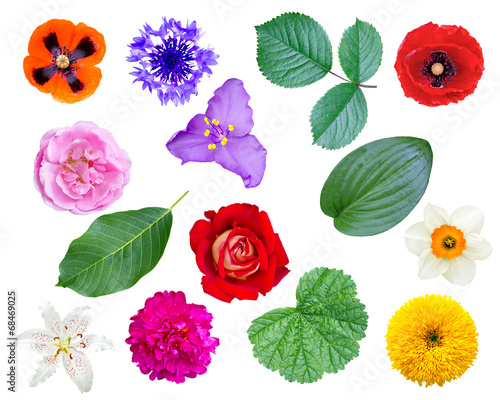 Fototapeta Naklejka Na Ścianę i Meble -  set of flowers and leaves